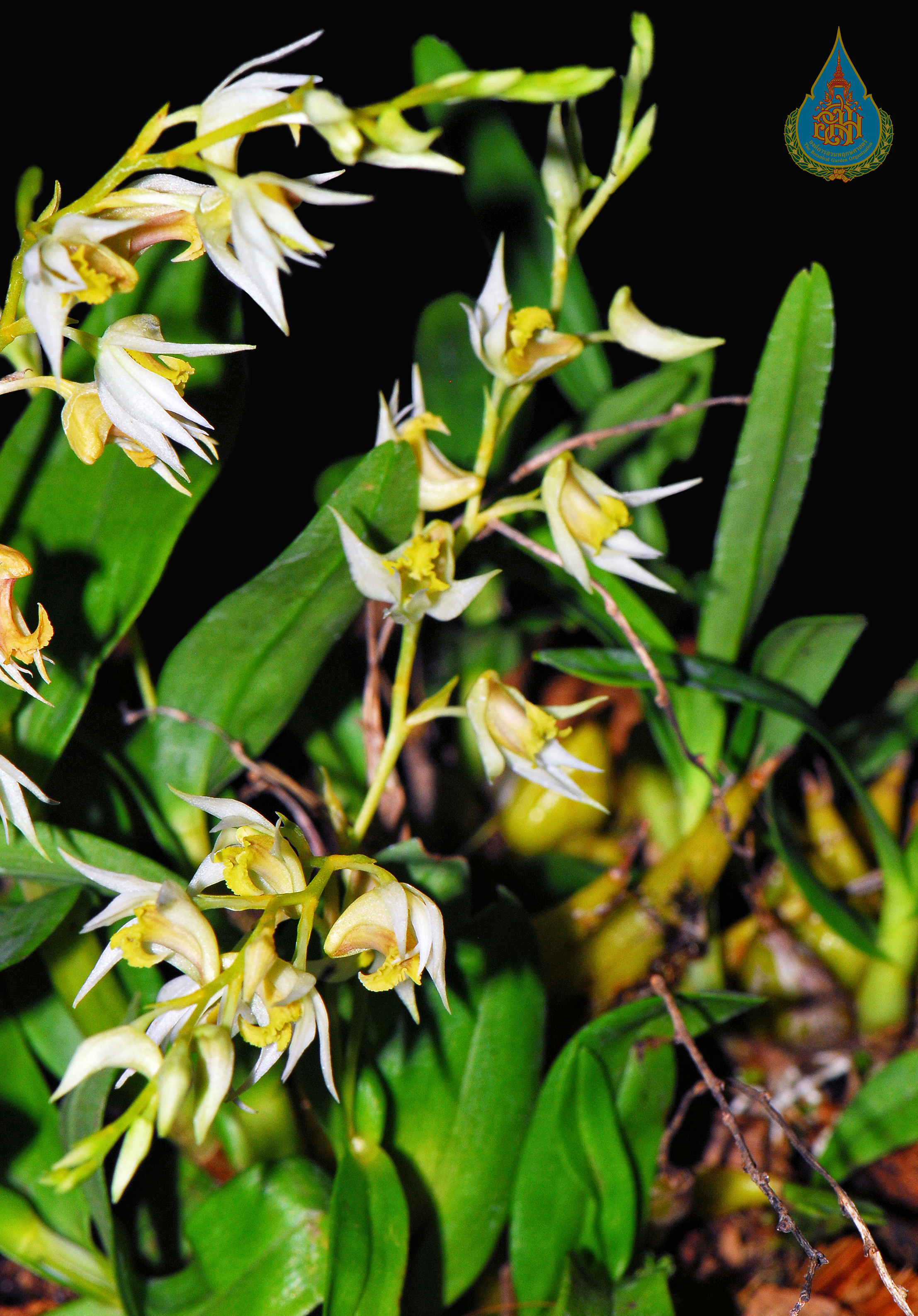 เอื้องข้าวตอกเหลือง Dendrobium dixonianum Rolfe ex Downie<br/>ORCHIDACEAE